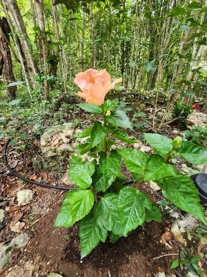 Casa & Palapa De La Selva Βίλα Πλάγια Ντελ Κάρμεν 0*,
