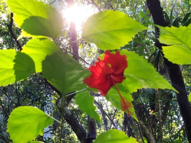 Σπίτι διακοπών Casa & Palapa De La Selva Βίλα Πλάγια Ντελ Κάρμεν Μεξικό